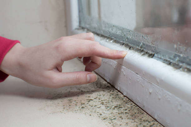 Mold Removal for HVAC Installations in Altamont, TN